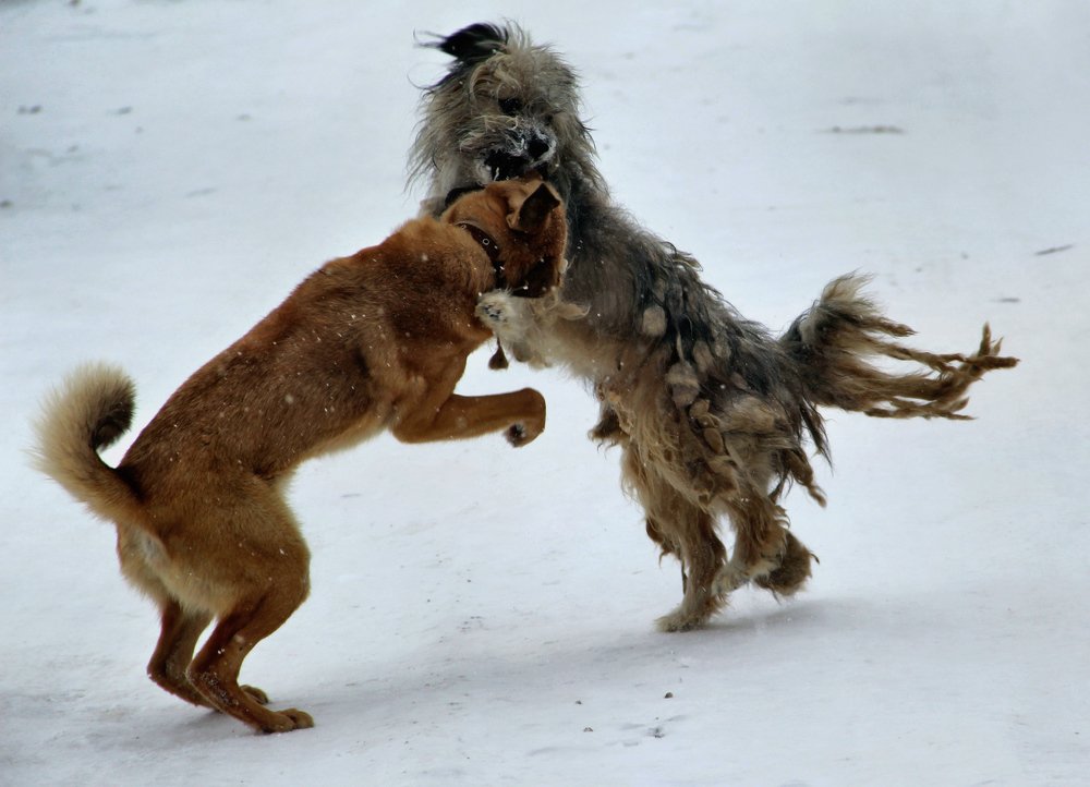 Photograph by Elena Khalizova