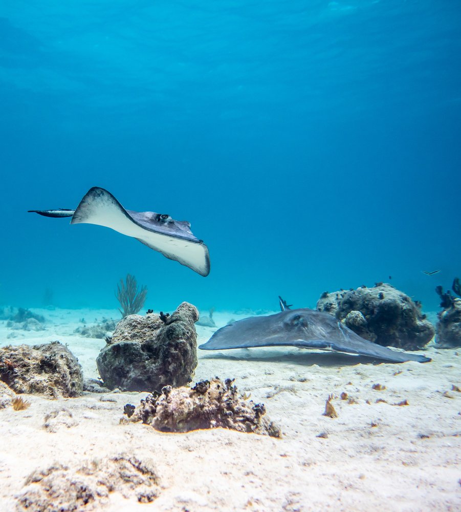 Photograph by Andrea Iallorenzi