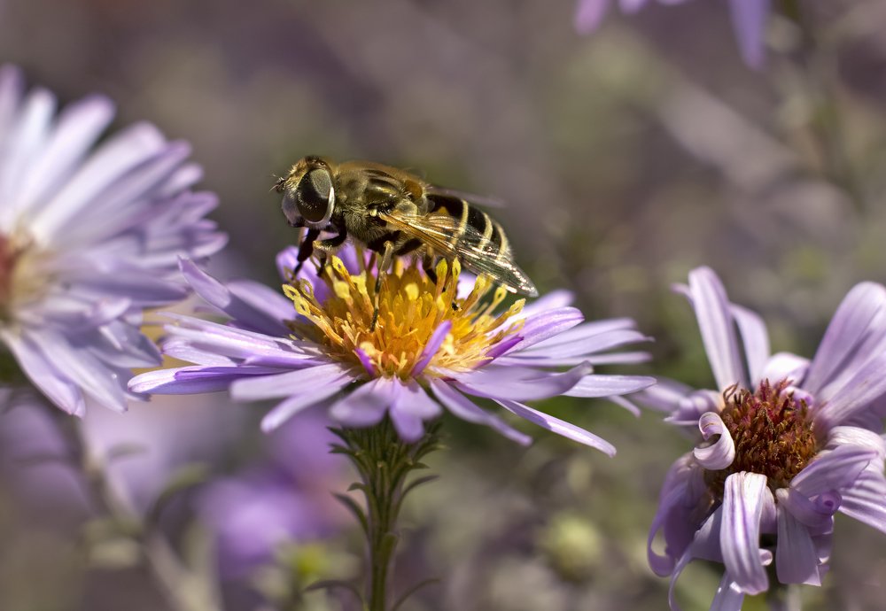 Фотография автора Анна Вигера