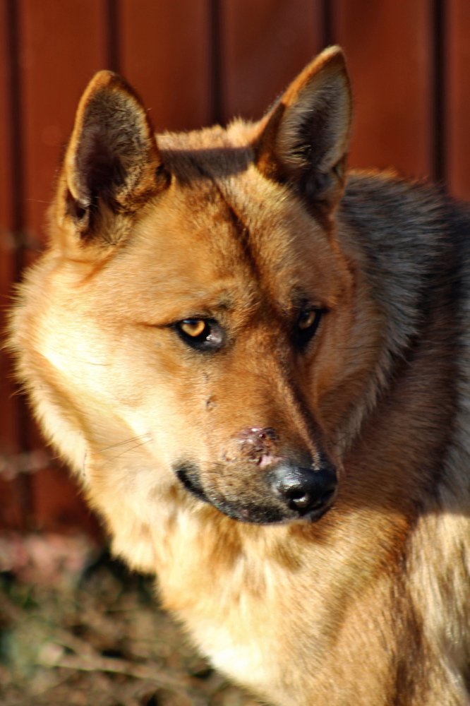 Photograph by Elena Khalizova