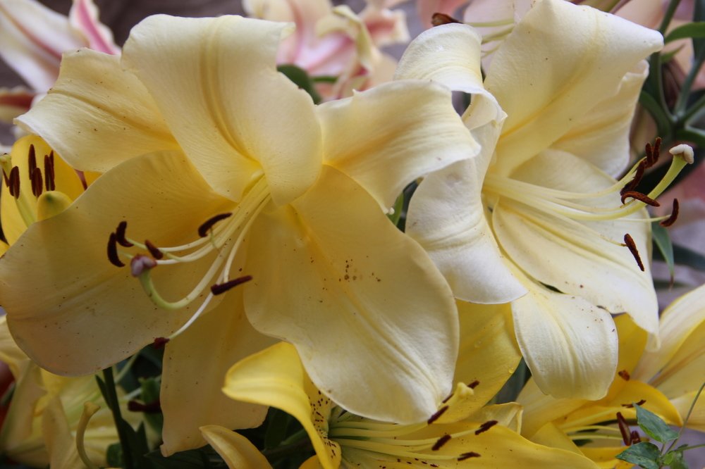 Photograph by Elena Khalizova