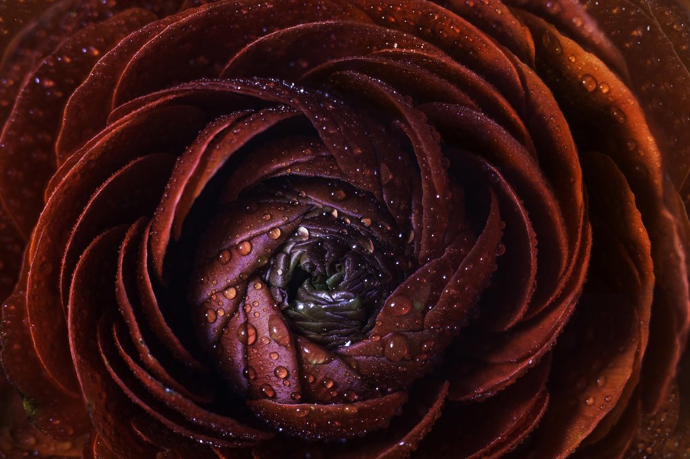 Фотография автора Анна Вигера