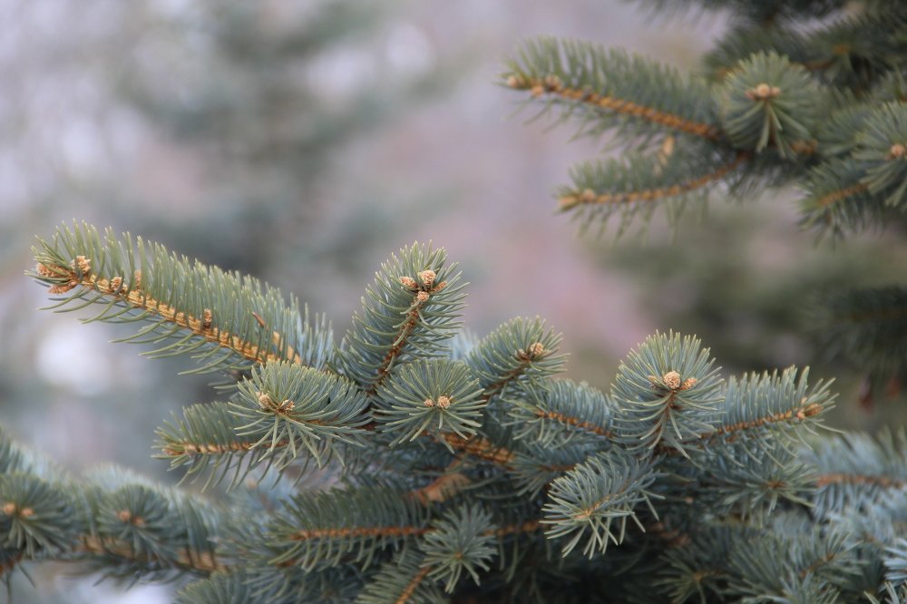 Photograph by Elena Khalizova