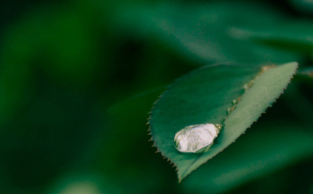 Фотография автора Роман Борисов