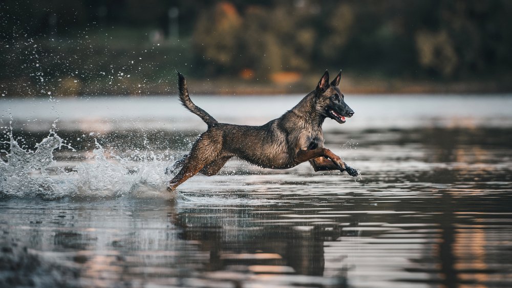 Бегущая по волнам