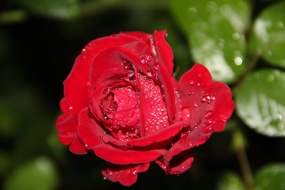 Photograph by Elena Khalizova