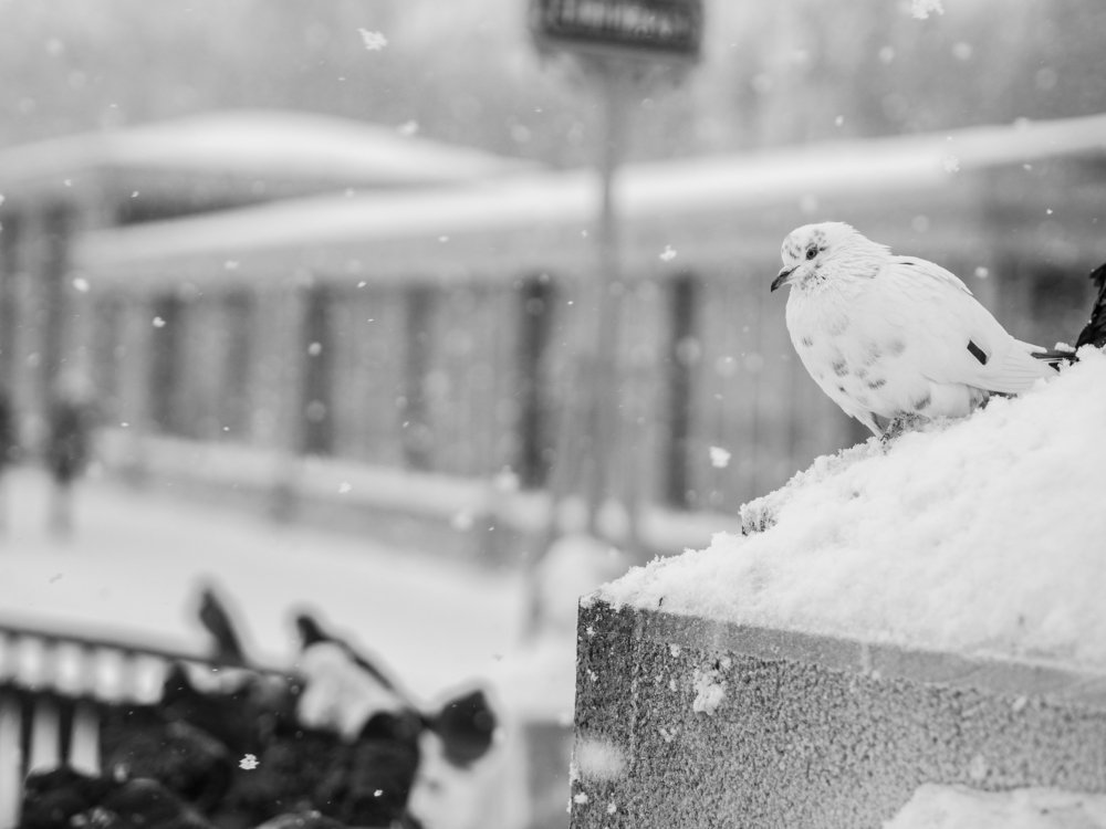 Photograph by Евгений Волосков
