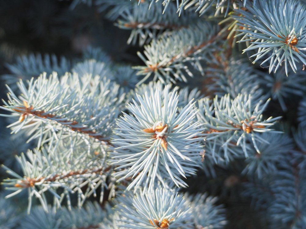 Photograph by Elena Khalizova