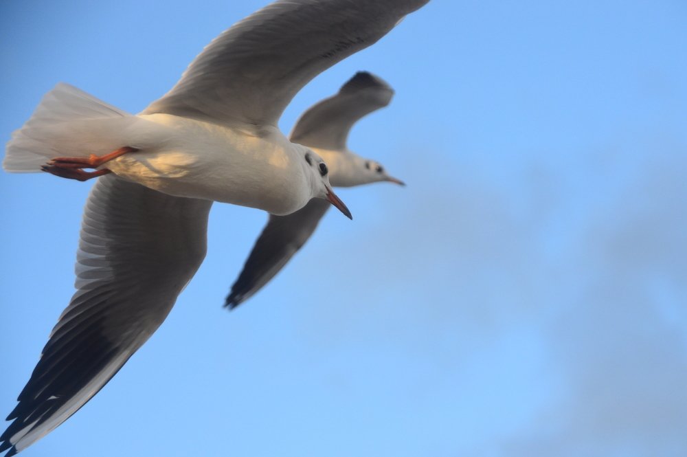 Photograph by Galina Baranovskaja