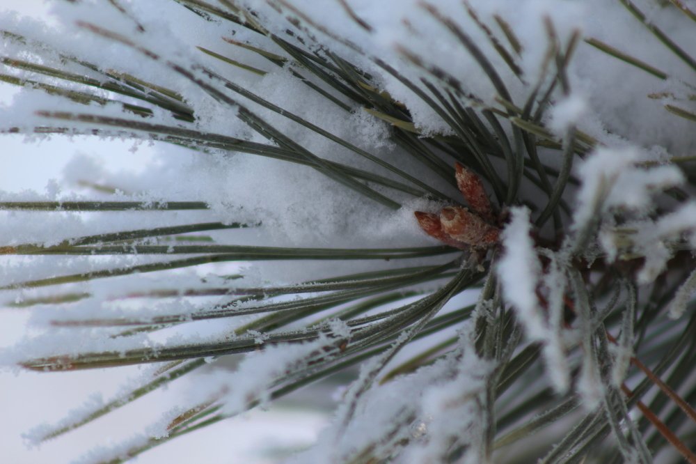 Photograph by Elena Khalizova