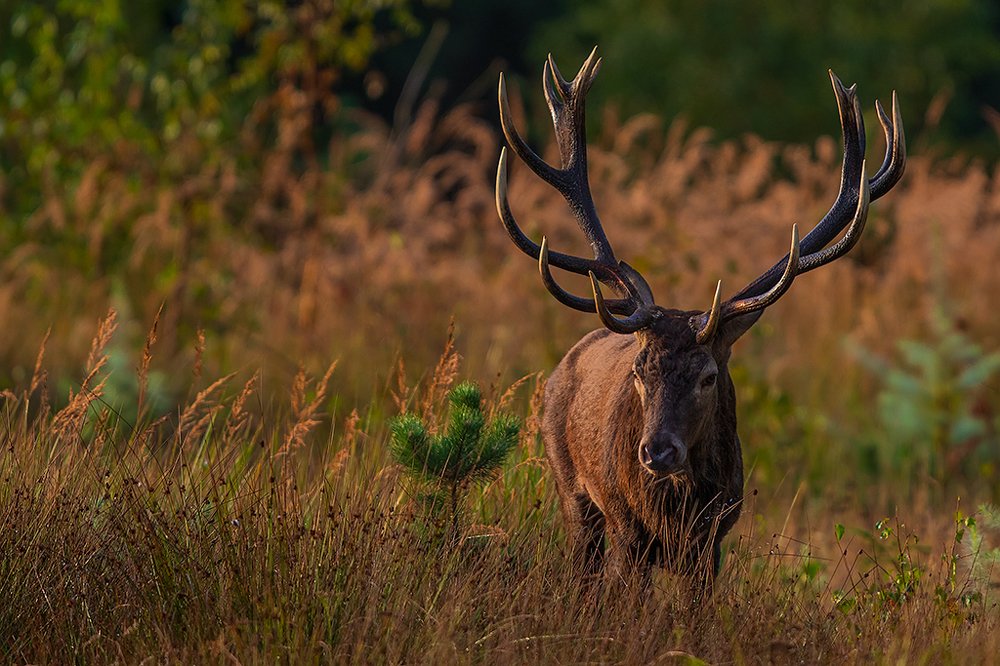 Photograph by Wieńczysław Rak