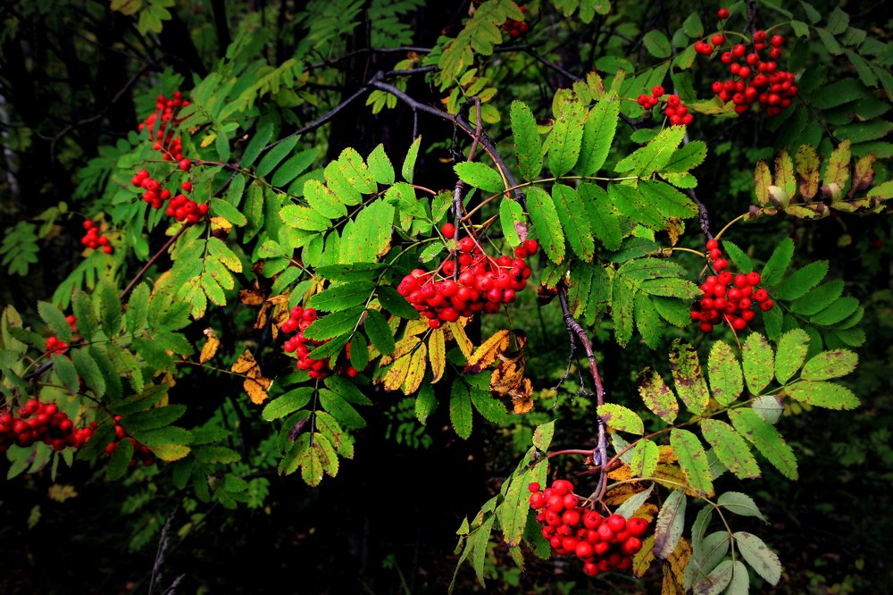 Photograph by Эдуард Петруша