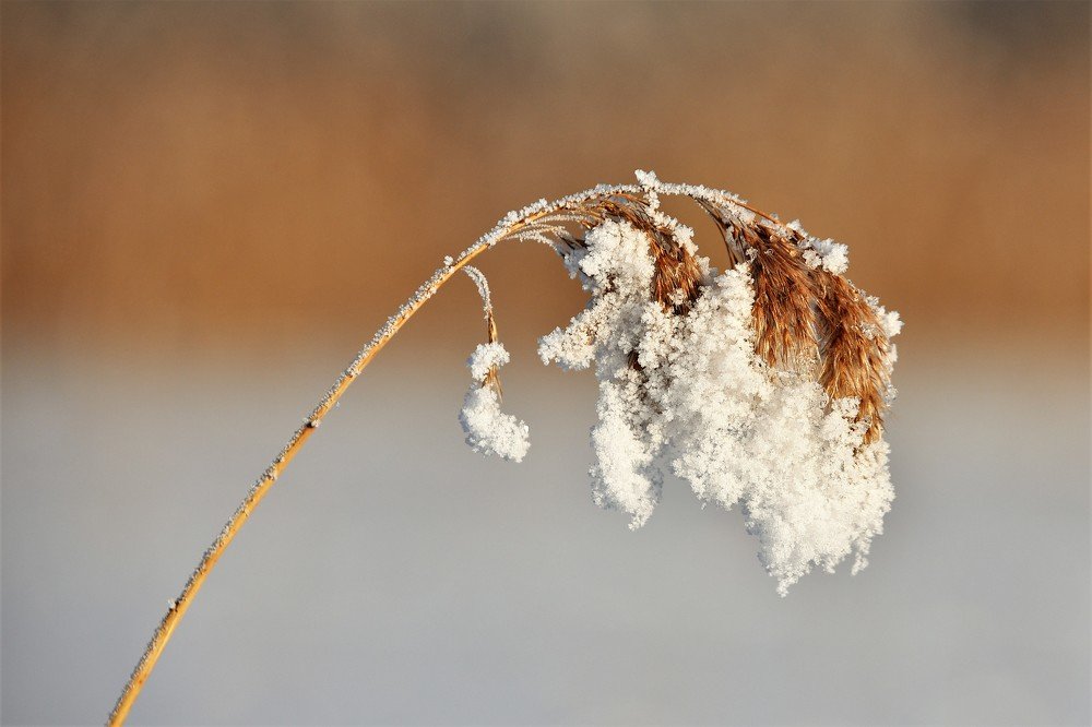 Photograph by Larisa Cekanaviсa