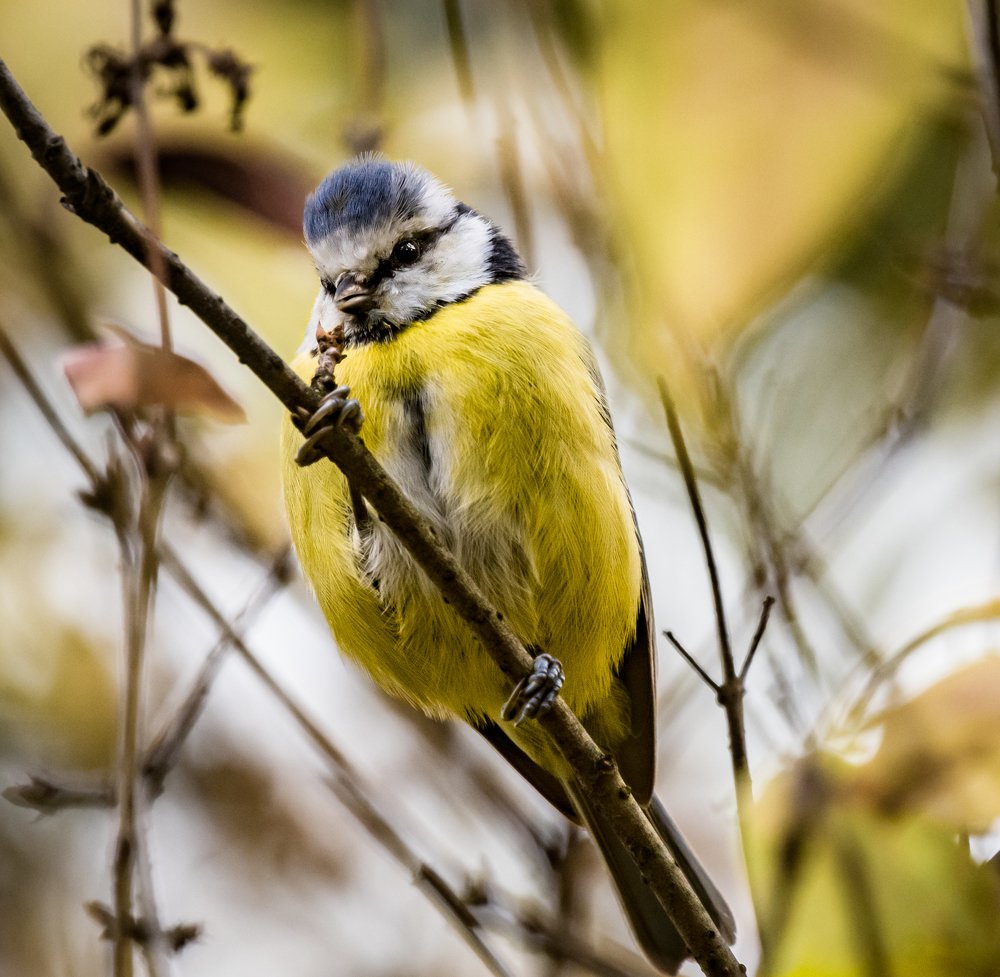 Осенний этюд с лазоревкой