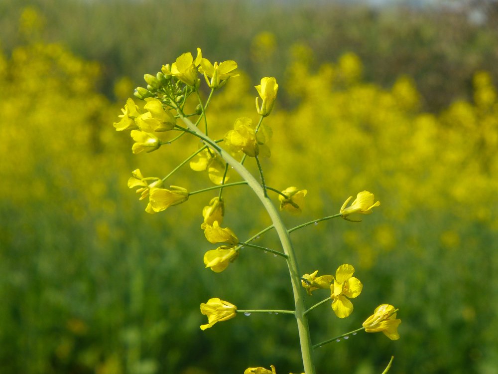 Mustard plant