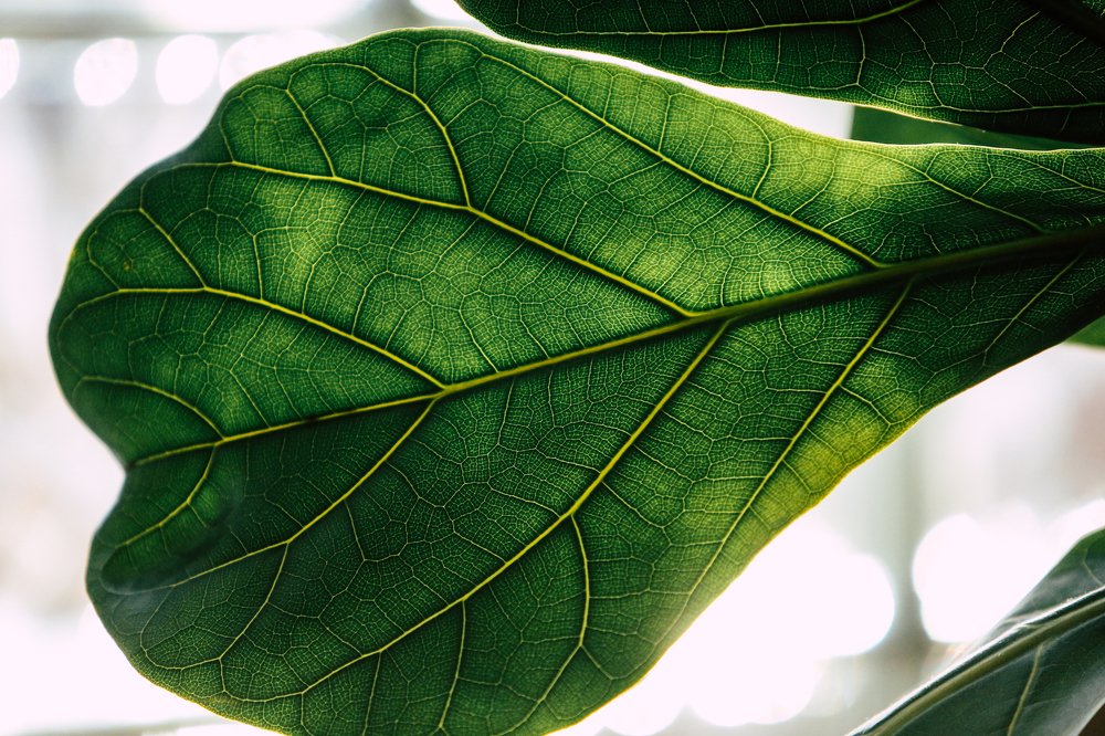 A green leaf behind which the sun shines.