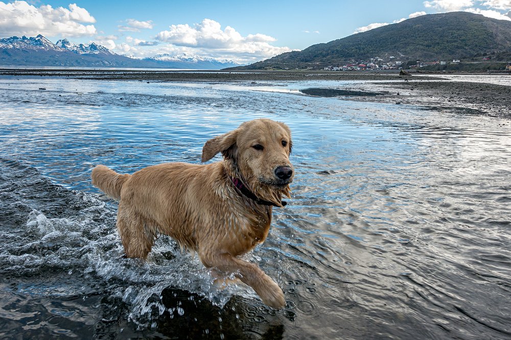 The dog in the Ushuaia bay. Argentina.