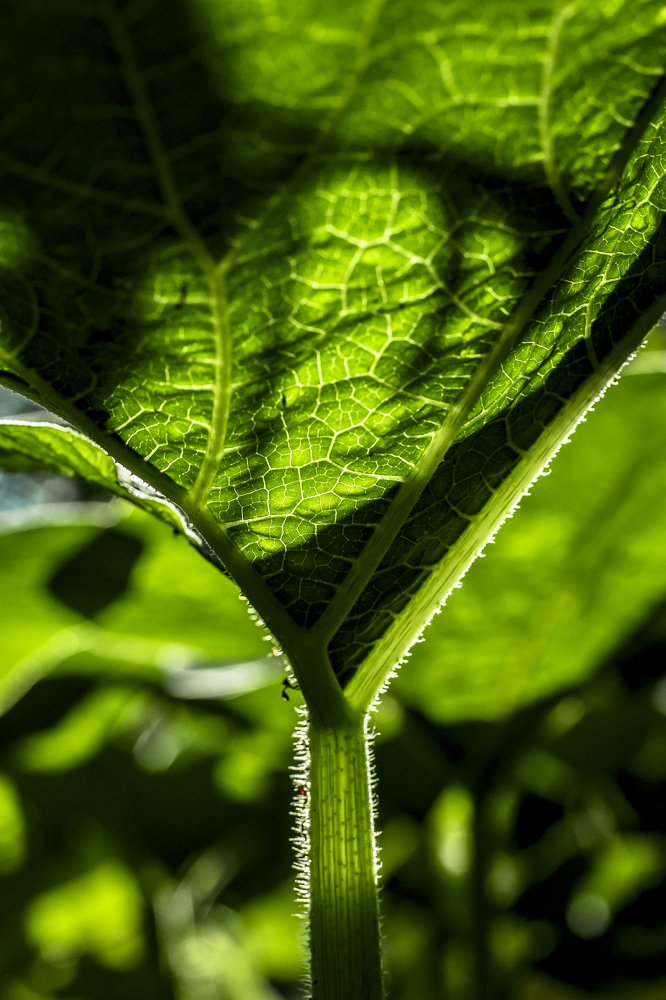 Фотография автора Lujza Stoklas