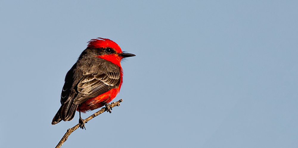 Common Vermilion Flycatcher bird.