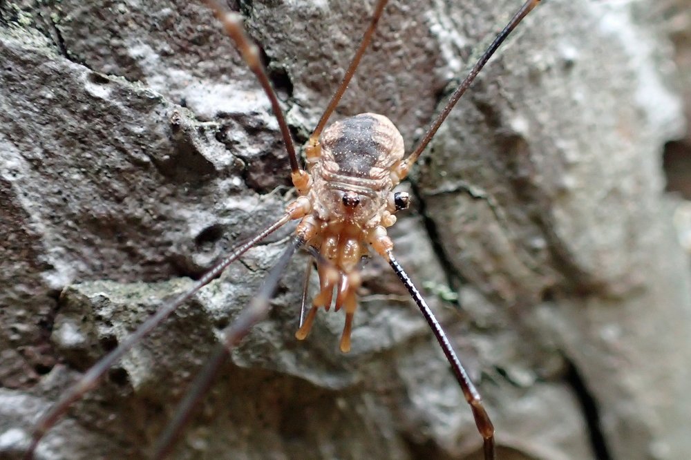 Хищники макромира