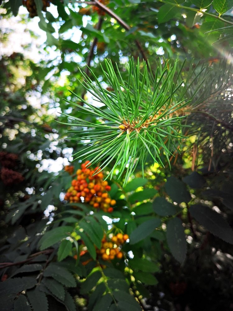 Сосна и рябинка...