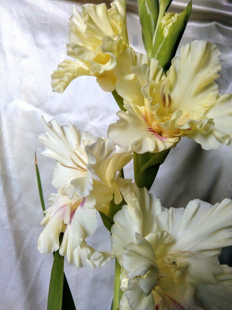 Photograph by ЕЛЕНА