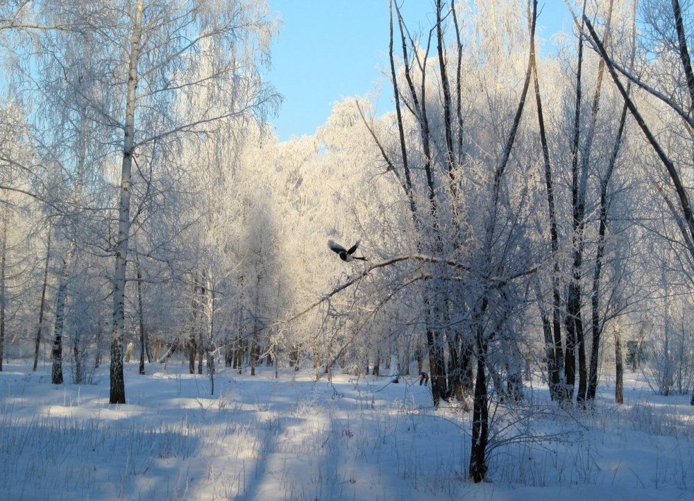 Photograph by ЕЛЕНА