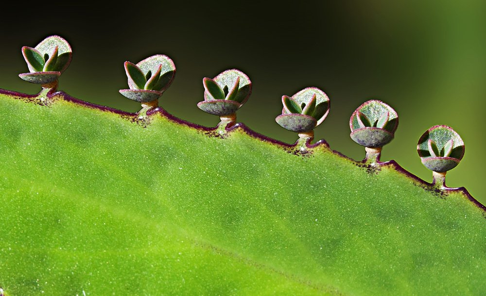 Photograph by Nihan Bayındır