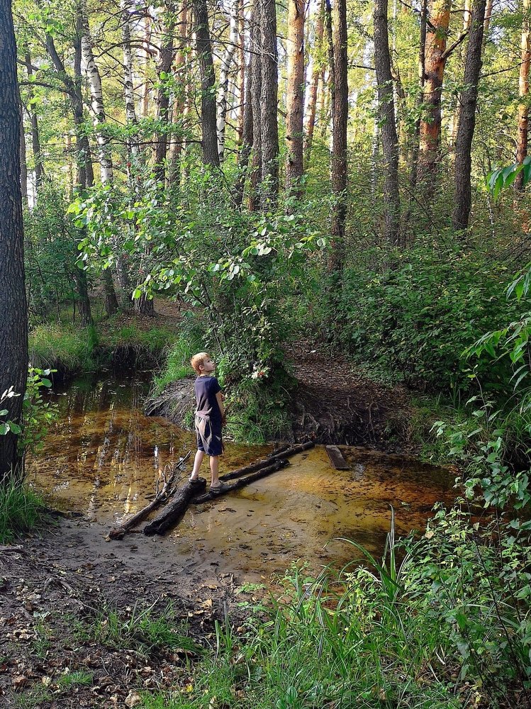 Лес в августе...