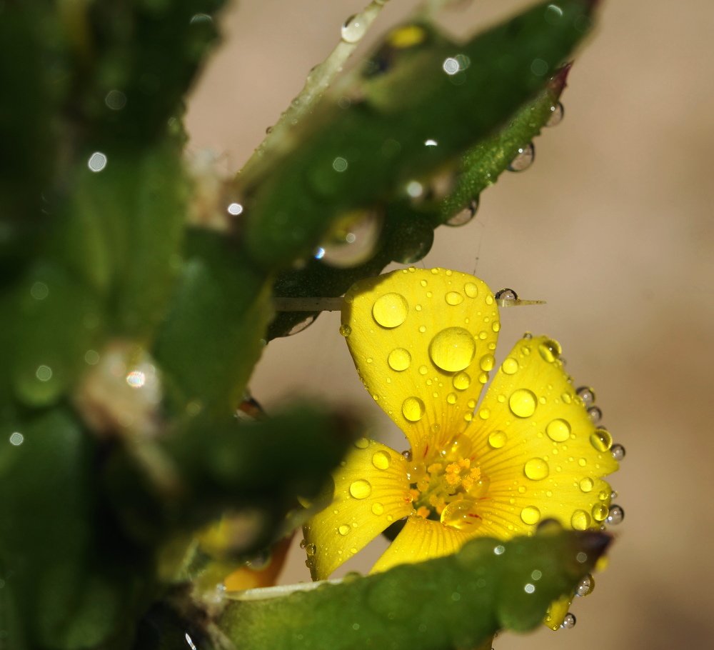 En las garras del cactus