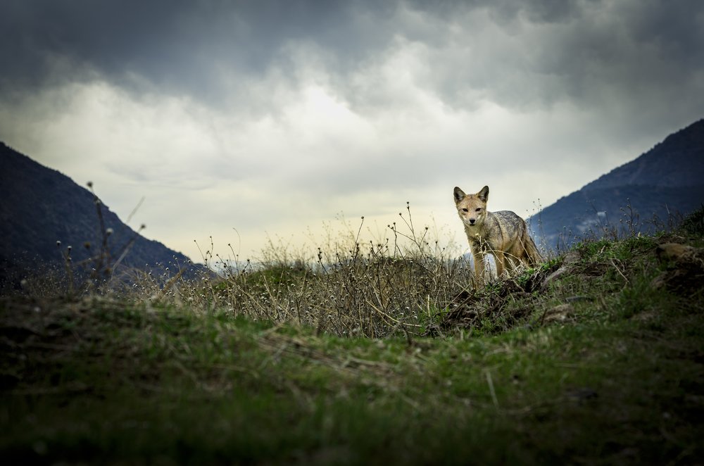 Фотография автора Cristian Dunivicher