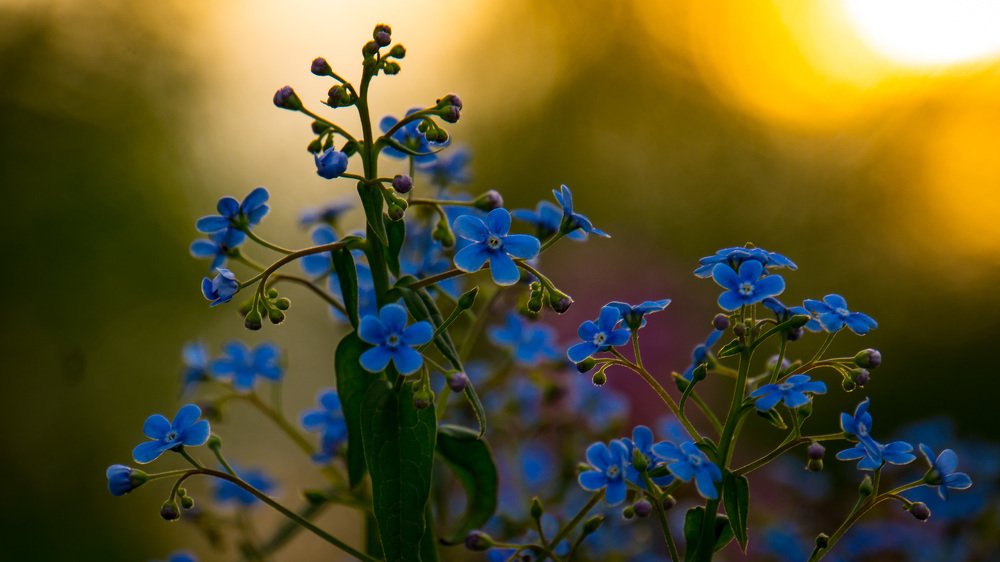незабудки на закате