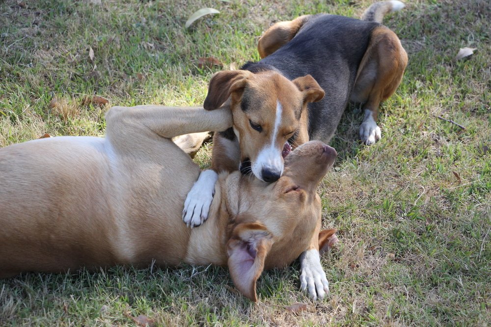 Photograph by ANTONIO LAFAIETE PAPAIANO