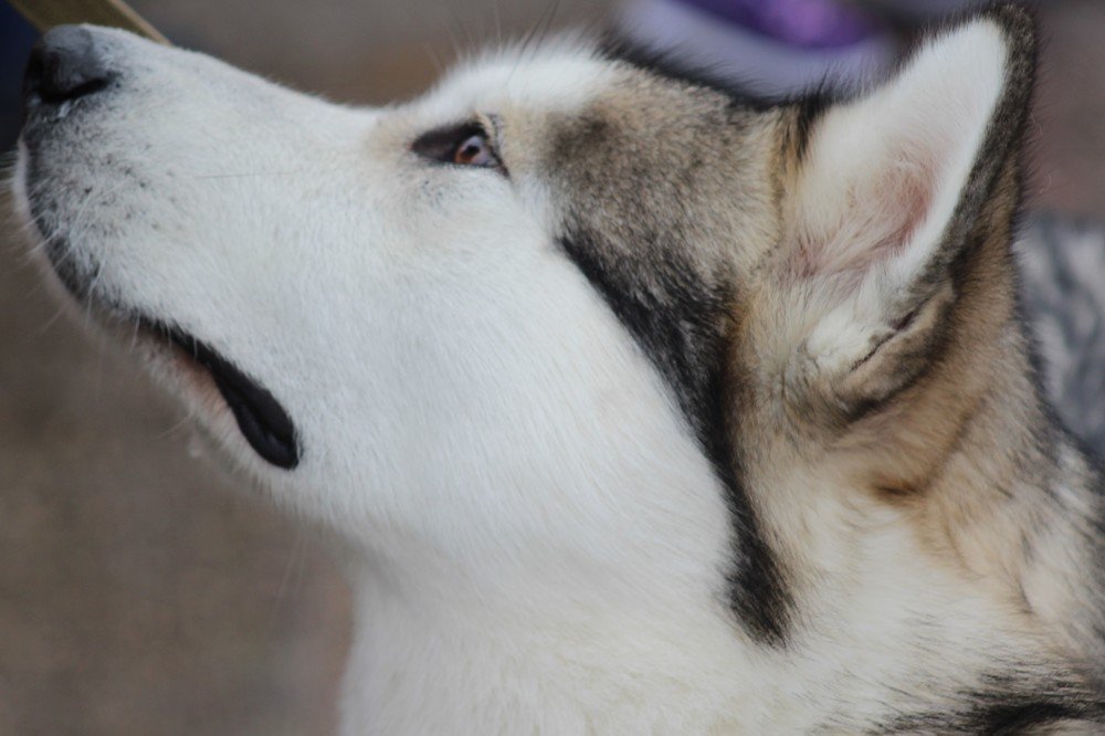 Photograph by Elena Khalizova