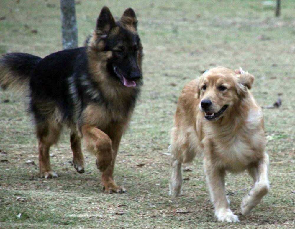 Photograph by ANTONIO LAFAIETE PAPAIANO