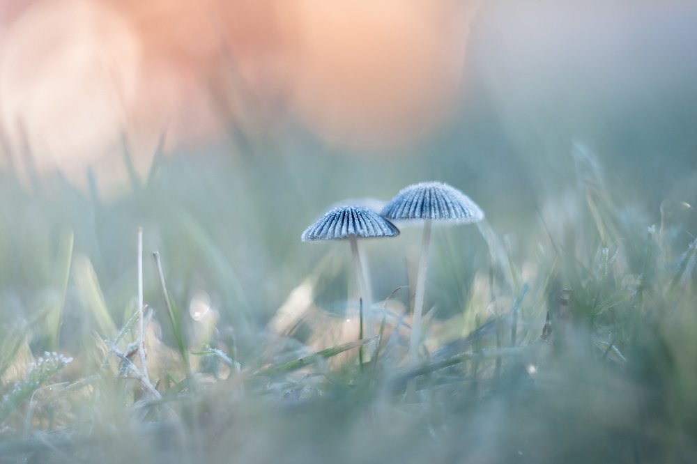 Photograph by Татьяна Антонюк