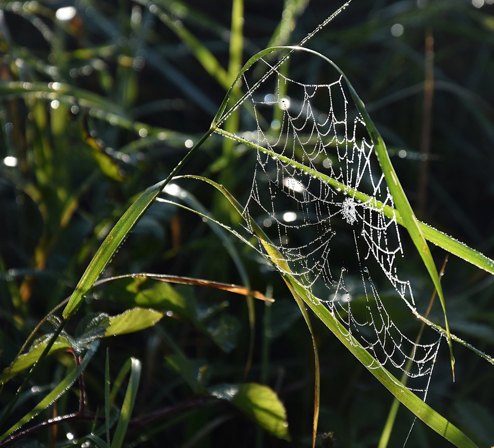 Photograph by Margo Margo