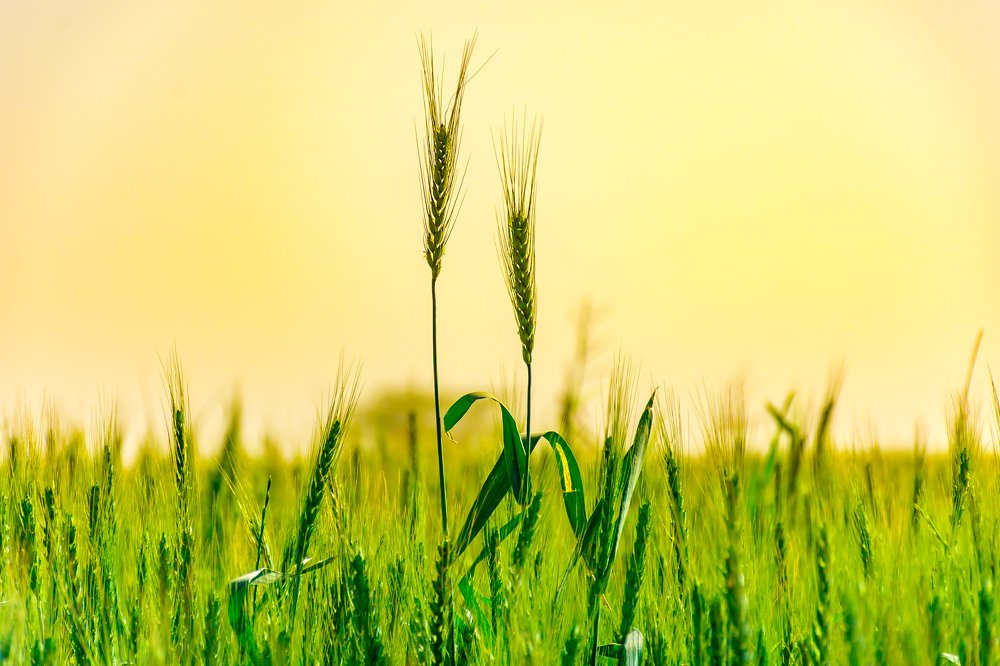 Photograph by Morteza Hekmat Maram