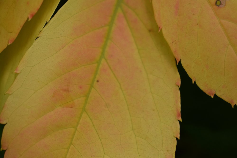 Photograph by Наталья Еременко