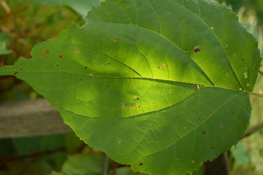 Photograph by Наталья Еременко