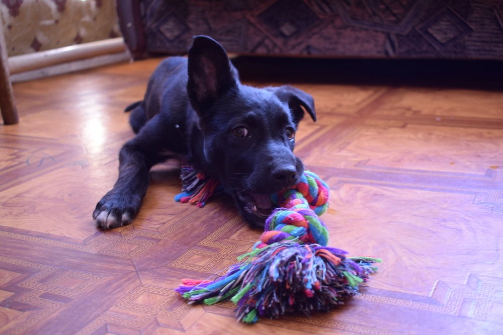 Любимая игрушка Арчи