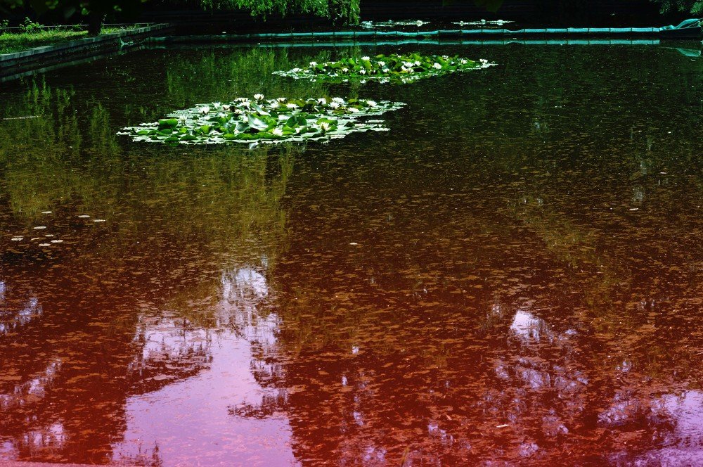 Photograph by Marika Charkviani