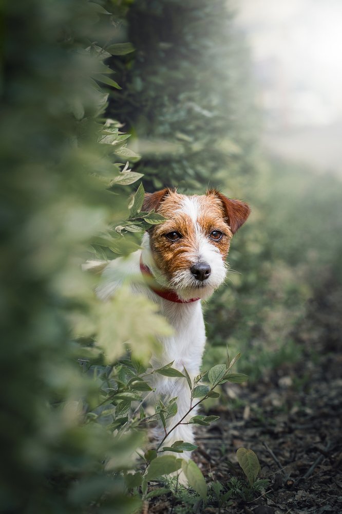 little jack russell terrier found a piece of nature among the urban jungle