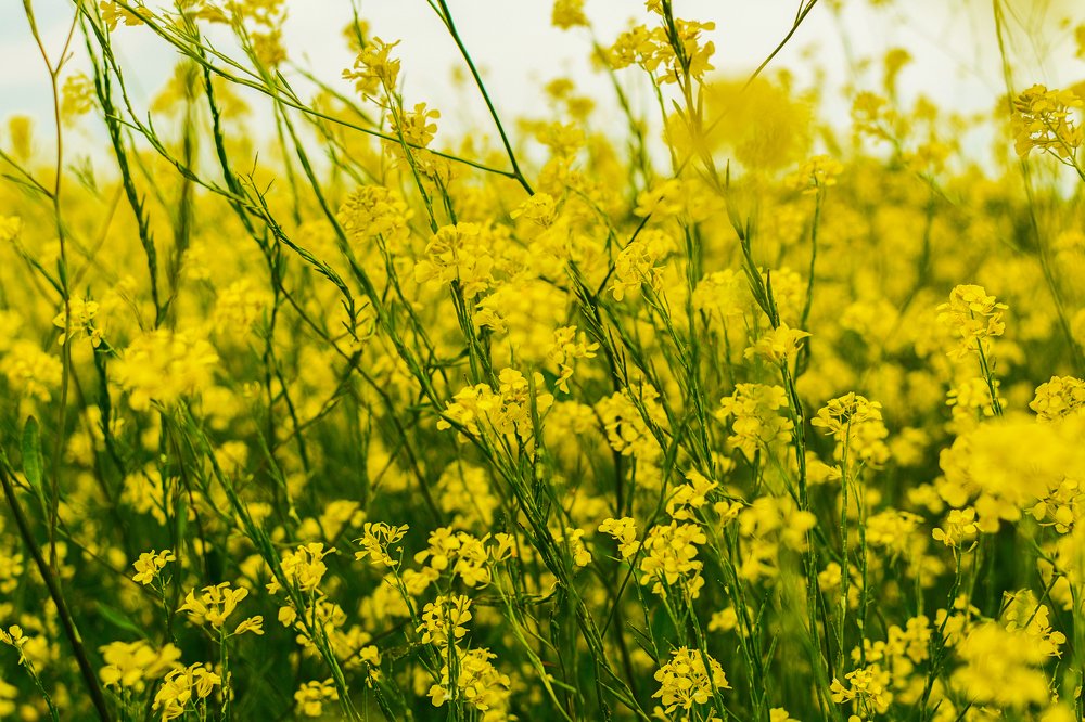 Photograph by Luigi Greco