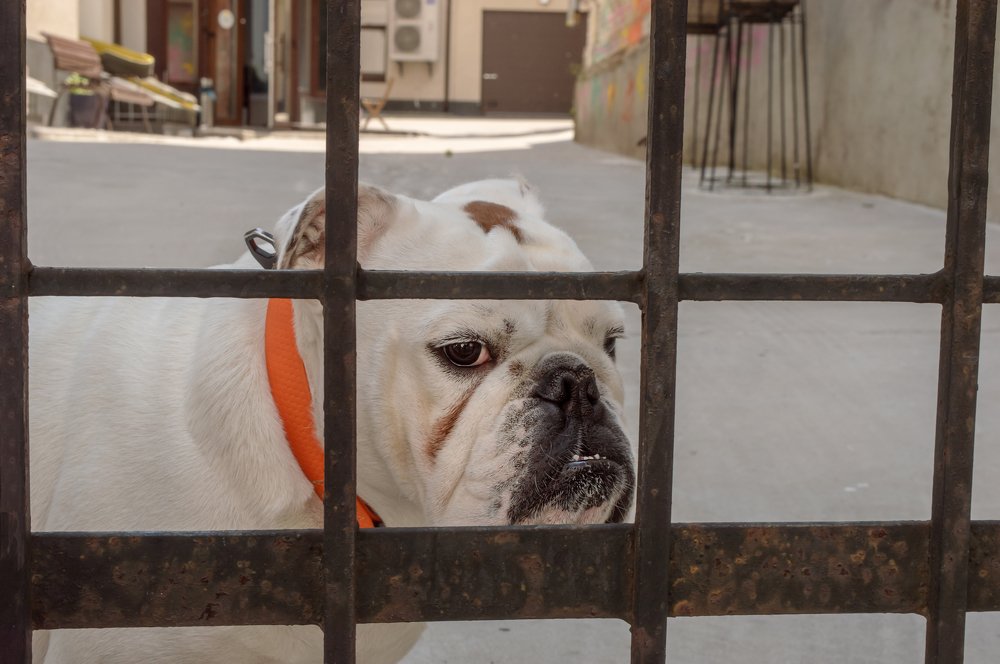 Photograph by Marika Charkviani