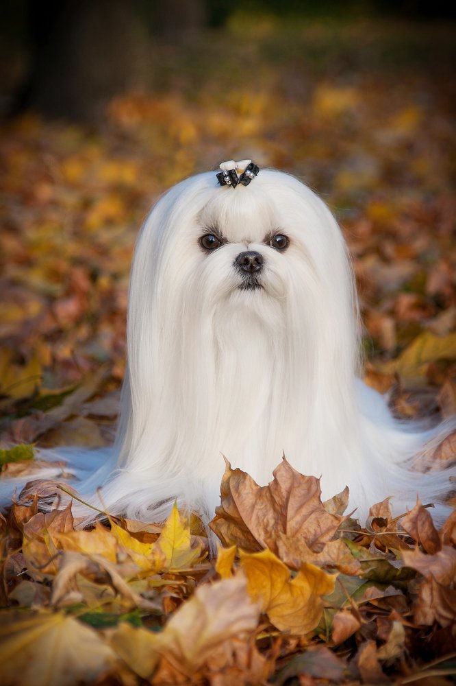 Photograph by Ирина Глазурь