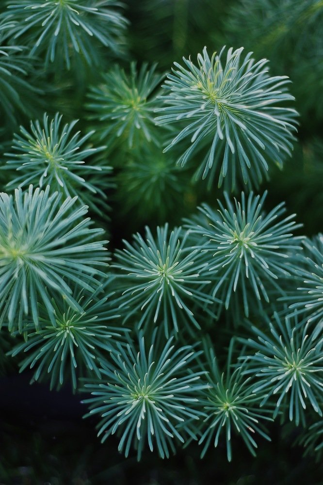 Фотография автора Елена Сова