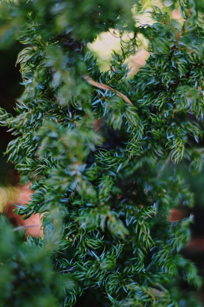 Фотография автора Елена Сова