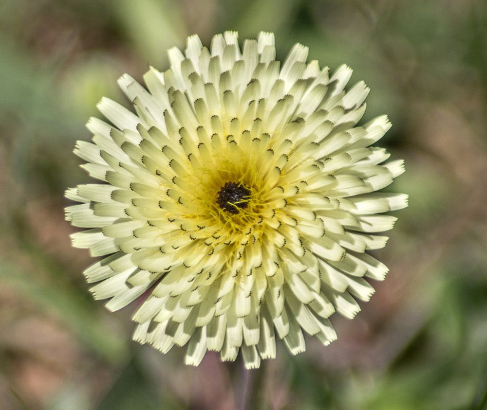 Фотография автора Ismail SAIDI