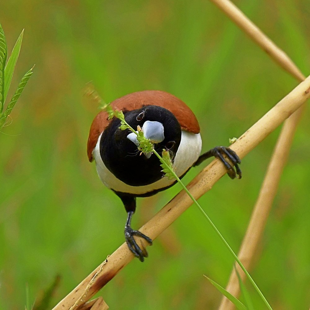 Tri Colour Munia